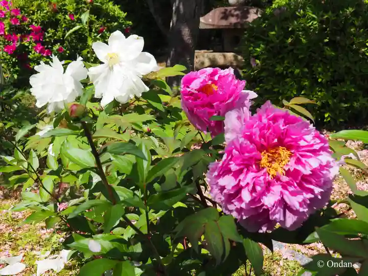 本満寺(本願満足寺)(京都府)