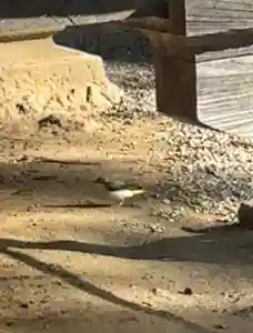 蚊里田八幡宮(長野県)(2026年01月16日(金) 19時55分16秒投稿)