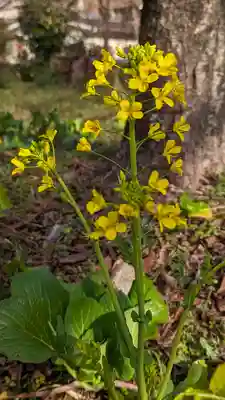 平野神社(京都府)