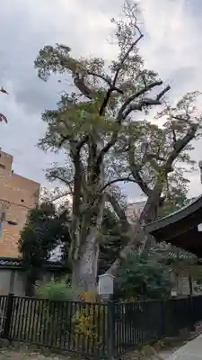 白峯神宮(京都府)