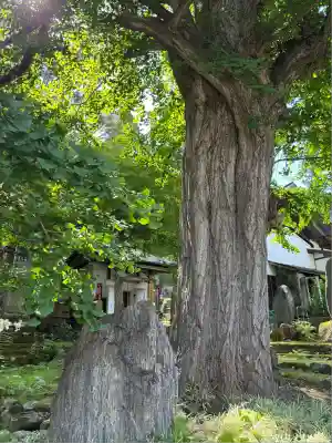 珍蔵寺　(山形県)