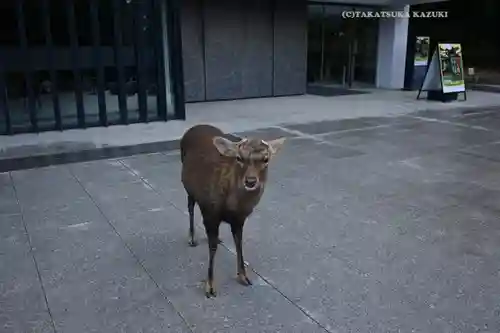 春日大社(奈良県)