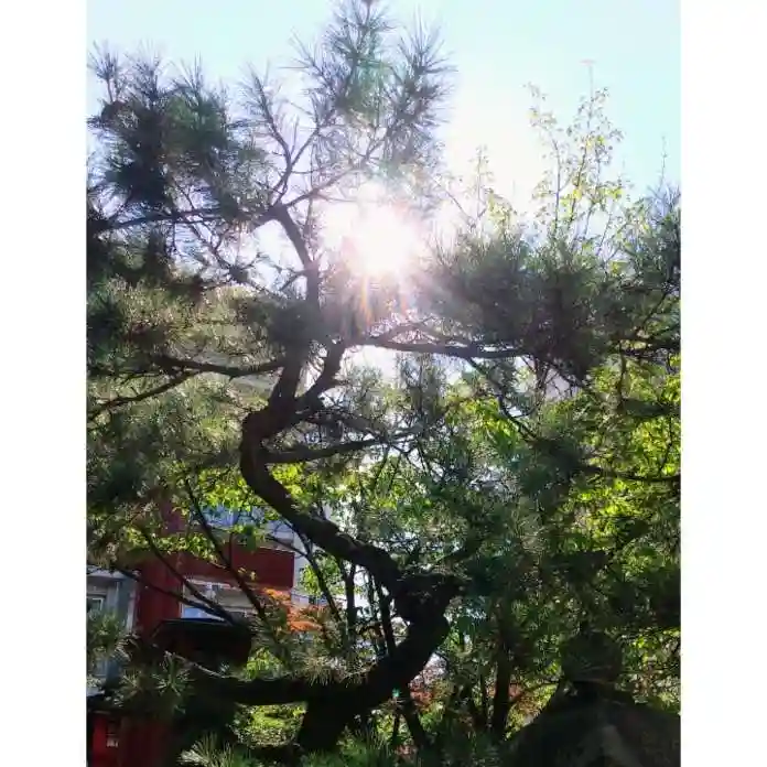 彌彦神社 (伊夜日子神社)の自然