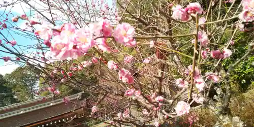 出雲大神宮の自然