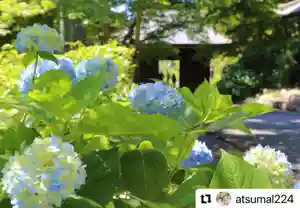 普門寺(切り絵御朱印発祥の寺)の自然(2021年06月03日(木) 07時41分19秒投稿)