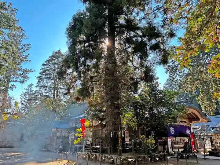 大村神社の自然