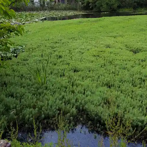 青龍神社の自然