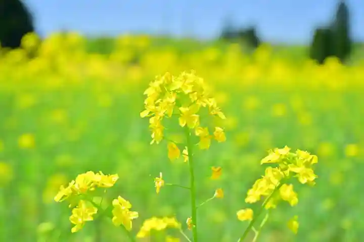 沢山神社(澤山神社)(新潟県)
