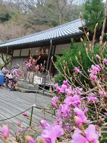 明月院(神奈川県)