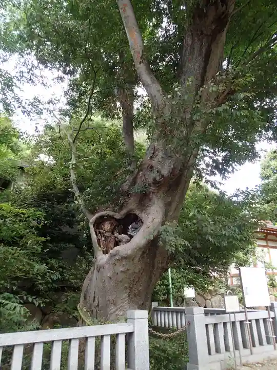 青渭神社の自然