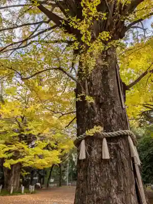赤坂氷川神社(東京都)