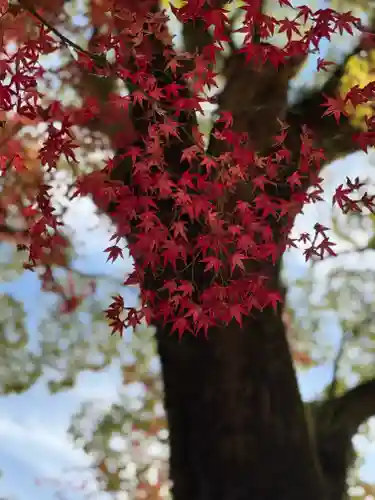 賀茂別雷神社（上賀茂神社）(京都府)