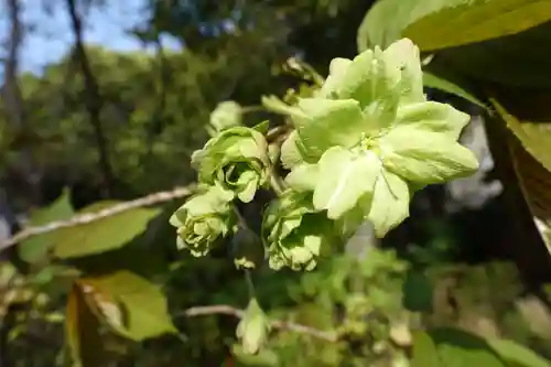 大報恩寺（千本釈迦堂）の自然