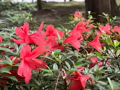 慈照寺（慈照禅寺・銀閣寺）の自然