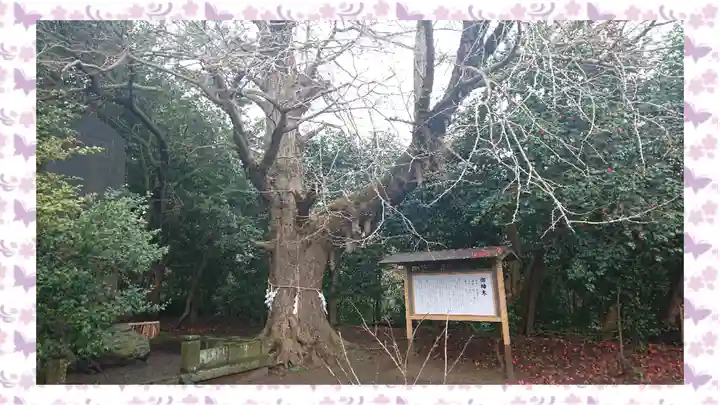 鎌数伊勢大神宮(千葉県)