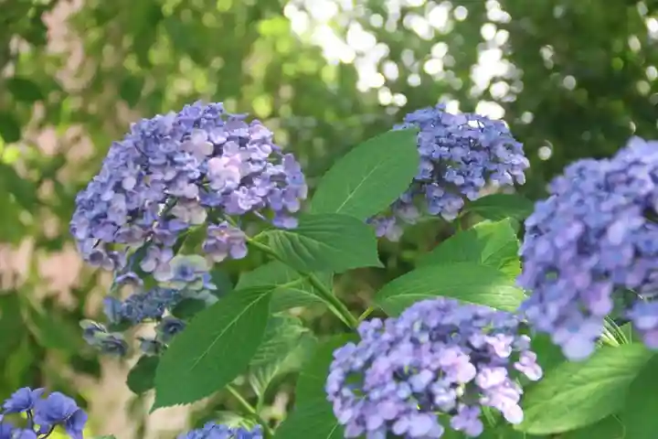 豊景神社の自然