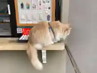 駒込妙義神社の御朱印