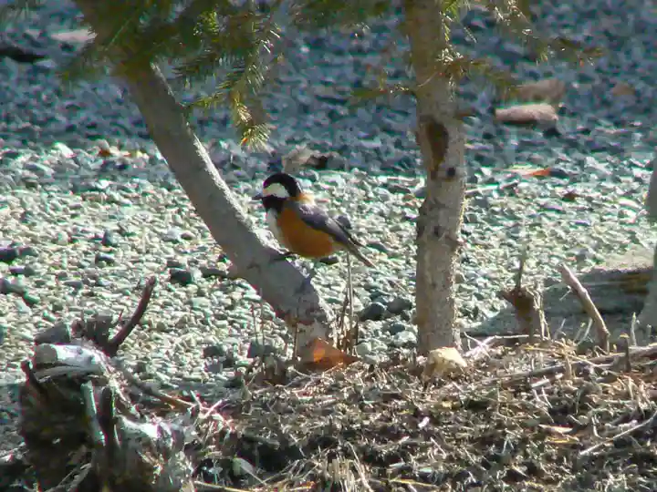 留辺蘂神社の動物