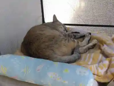 御誕生寺（猫寺）(福井県)