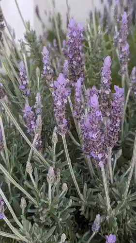 大松禅寺(京都府)