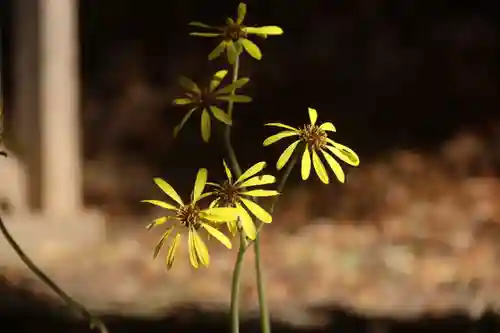 和田神社の自然
