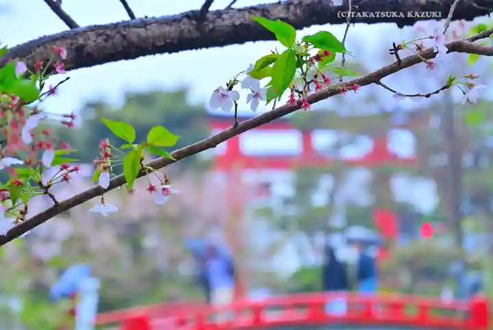 鶴岡八幡宮の自然