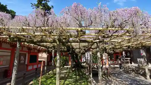 春日大社の自然