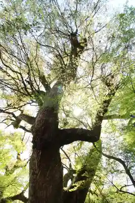 石清水八幡宮(京都府)