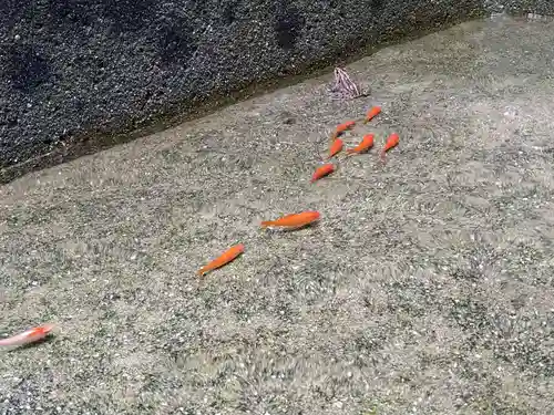 石内のお大師さん　金剛院(広島県)