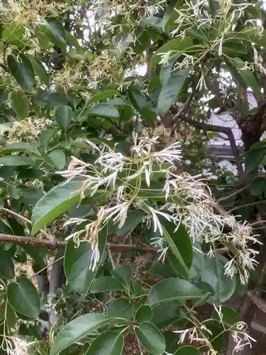 玉林寺（小牧観音）の自然