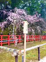 賀茂別雷神社（上賀茂神社）の自然