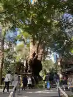 來宮神社の自然