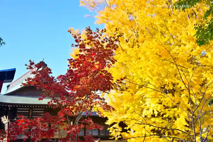 葛飾八幡宮(千葉県)