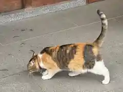 前玉神社の動物