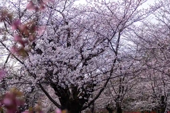 平野神社(京都府)