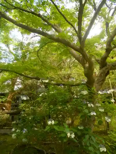 安國論寺（安国論寺）の自然