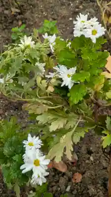 水無瀬神宮(大阪府)