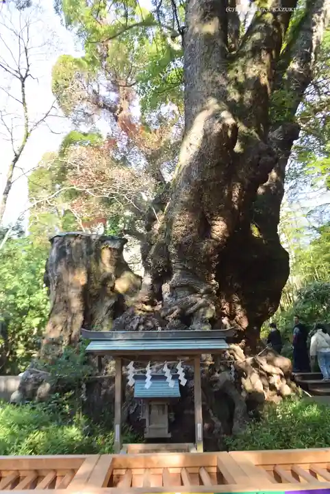 來宮神社(静岡県)