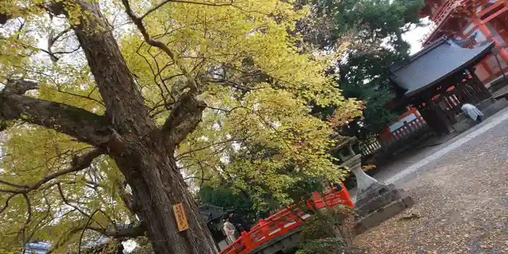 今宮神社(京都府)