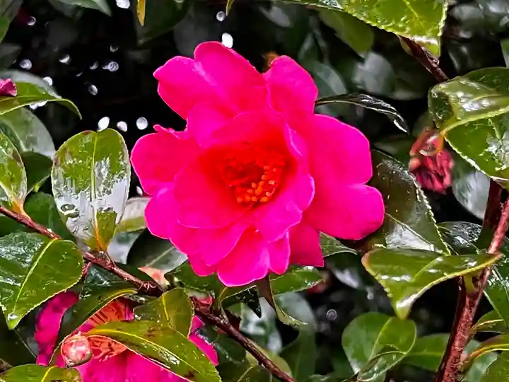 清洲山王宮 日吉神社の自然