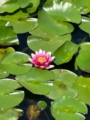 出世弁財天女宮(東京都)