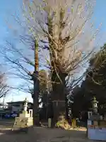 春日部八幡神社の自然