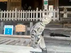 橘樹神社の動物