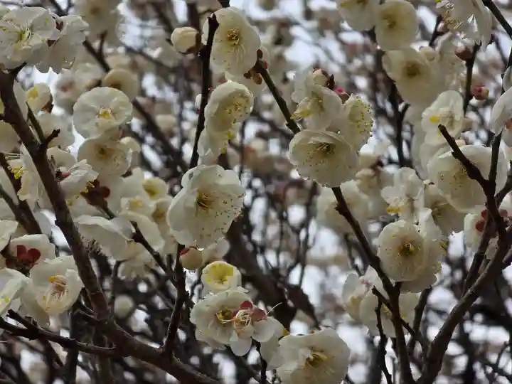 多治速比売神社(大阪府)