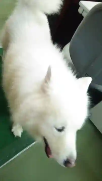 琴似神社(北海道)