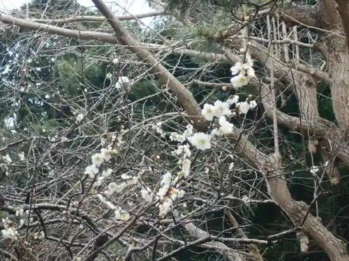 安國論寺（安国論寺）の自然