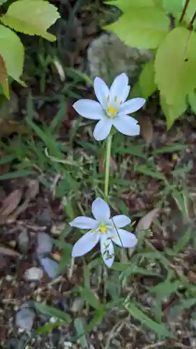 玉野御嶽神社の自然