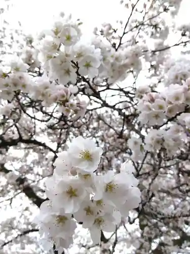妙経寺(福井県)