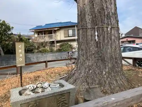 杉山社（上星川鎮守）の{uncategorized: "未分類", other: "その他", undefined: "問題あり", building: "その他建物", grave: "お墓", sacred_gate: "鳥居", guardian: "狛犬", statue: "像", buddha: "仏像", history: "歴史", nature: "自然", garden: "庭園", animal: "動物", pagoda: "塔", temizu: "手水舎", mountain_gate: "山門・神門", sanctuary: "本殿・本堂", subordinate: "末社・摂社", art: "芸術", scenery: "景色", jizo: "地蔵", ema: "絵馬", goshuin: "御朱印", omikuji: "おみくじ", items: "授与品その他", amulet: "お守り", goshuincho: "御朱印帳", eats: "食事", festival: "お祭り", votive_dance: "神楽", shichigosan: "七五三参", wedding: "結婚式", experience: "体験その他", initially: "初詣", around: "周辺", anti_infection: "感染症対策"}