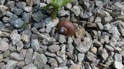 愛別神社の動物